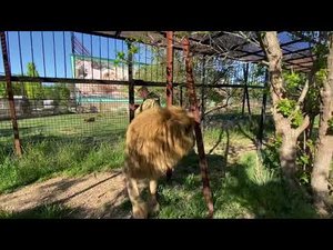 УРА! Лев Чук ВЫХОДИТ В САВАННУ!