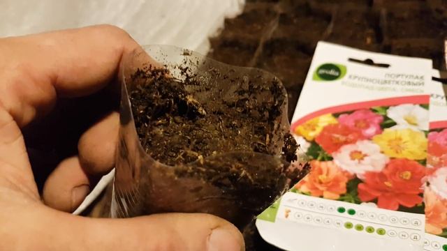портулак выращивание из семян когда сажать портулак. как сажать портулак. выращивание