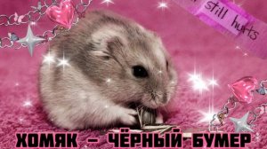 Хомяк - Чёрный Бумер|Шоу "Маска-4"|[4-Выпуск?]