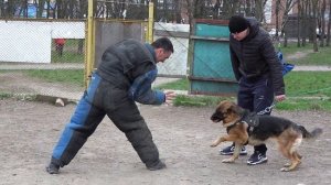 Как РАЗОЗЛИТЬ ДОБРУЮ НЕМЕЦКУЮ ОВЧАРКУ. Дрессировка собак. СТРАЖ. Одесса. Украина.