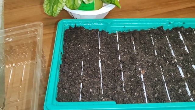 Цикламены.(Cyclamen) Взошли семена. смотреть онлайн