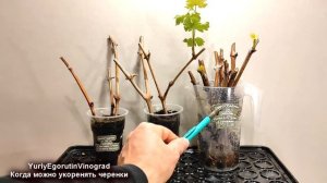 ? Когда можно начинать укоренять черенки винограда. Как выбрать лучшее время для укоренения.
