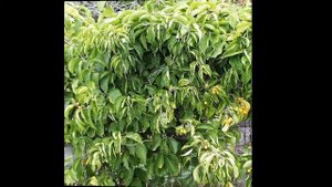 #Древогубец #Луносемянник Декоративные #лианы17 #многолетники Декоративные растения