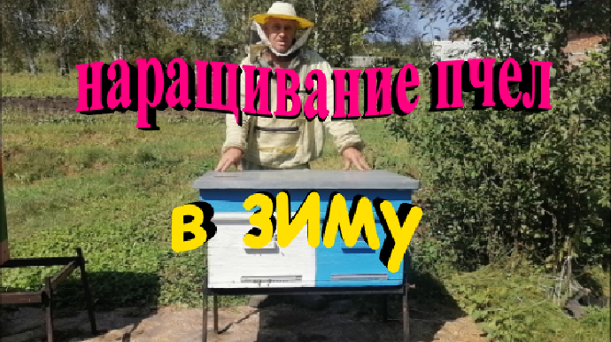 Очень важно!!! Наращивание пчел в зиму. смотреть онлайн