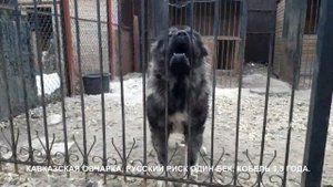 Питомник Кавказских овчарок www.r-risk.ru +7 926-220-56-03 Ягодкина Татьяна