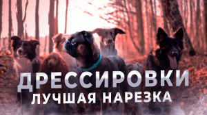 Лучшие моменты с дрессировками
