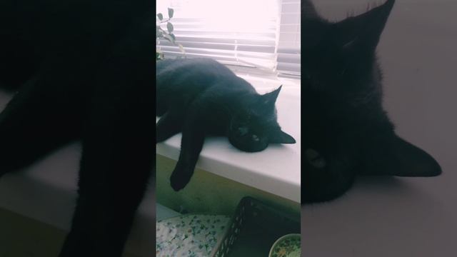 Наш котик. #котики #котэ #строимдом