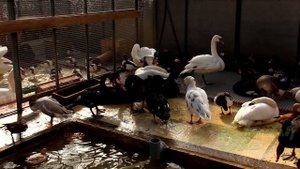 Питомник птиц. Водоплавающие птицы.