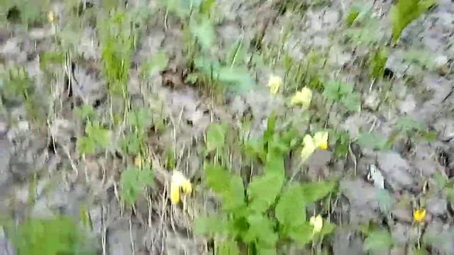 Первоцветы. смотреть онлайн