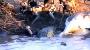 дикая собака против бородавочника! wild dog vs warthog fight