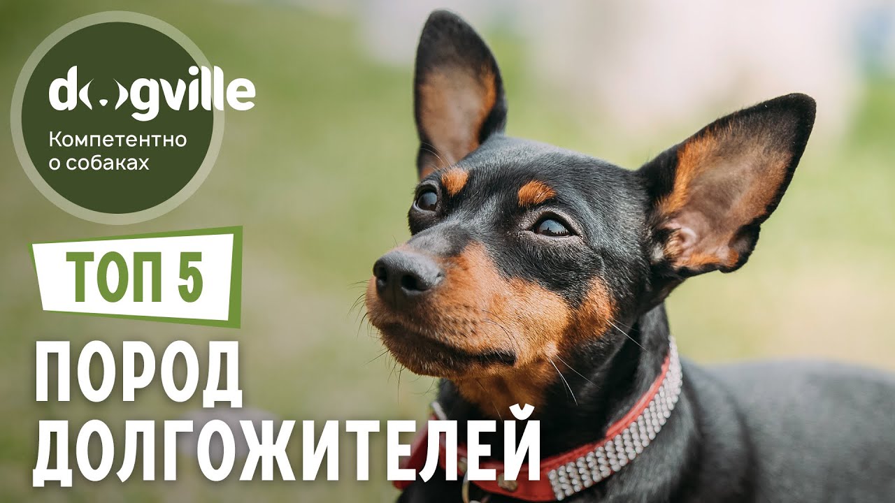 Собаки долгожители