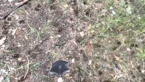 Металлоискатель MetaScan Tetta, поиск в лесу, как правильно искать