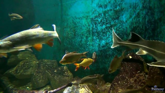 Ленинградский зоопарк. Подводный мир (2017) смотреть онлайн