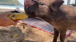 Экскурсии в Паттайе / Остров принцессы в Таиланде. Разочарование или восторг?
