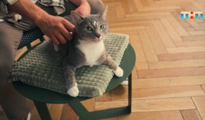 У кошки выпадает шерсть. Что делать?