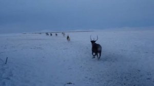 Оленеводство на Чукотке северный олень - кормилец чукотки