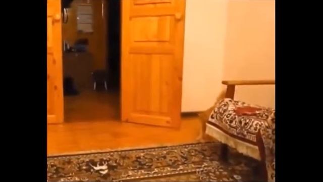 КОШКИ!КОШКИ!КОШКИ!ЧЕРНЫЕ КОШКИ И НЕ ТОЛЬКО ЧЕРНЫЕ.#2 смешные кошки,кошки видео,black cats смотреть онлайн