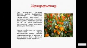 Нематантус цветок Золотая рыбка