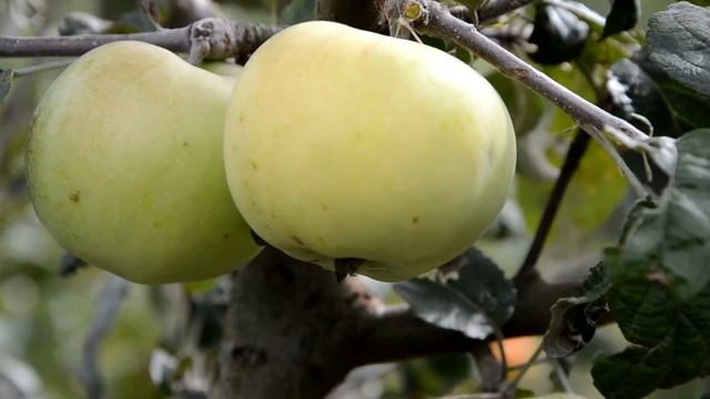 Саженцы яблони Снежный Кальвиль смотреть онлайн