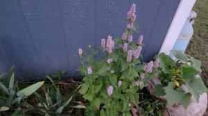 Seed Saving from Anise Hyssop