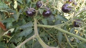 Томат Голубая кровь, черный как уголек, очень вкусный, урожайный и лежкий