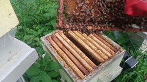 Изоляция маток рулит. Результат по мёду.
