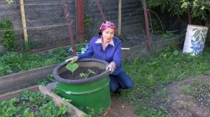 Огурцы в бочке. Супер удобрение для огурцов в бочке.