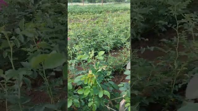 Шиповник и мои первые саженцы роз смотреть онлайн