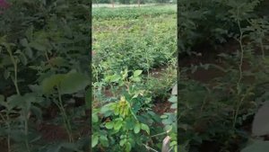 Шиповник и мои первые саженцы роз