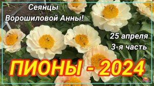 Цветение сеянцев пионов Ворошиловой А.Б. в 2024 году. Часть 3/ Сад Ворошиловой