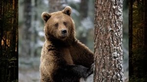 Возможно ли спастись от медведя притворившись мертвым?