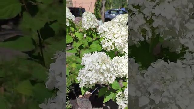 Гортензія Шугер Раш Київ (Гортензия Щугер Раш) Гортензия подарок. смотреть онлайн