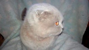 Кот шотландский. Вислоухий