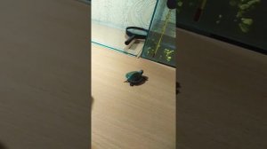 Содержание о красноухих черепах