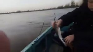 Астраханская область, село Зеленга, море воблы!!!