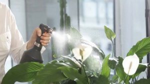 Болезни спатифиллума и способы лечения цветка женское счастье