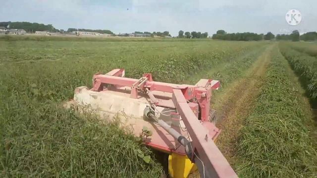 Люцерна Джея на поливе, первый год, второй укос. смотреть онлайн