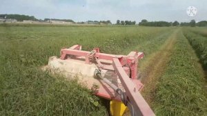 Люцерна Джея на поливе, первый год, второй укос.