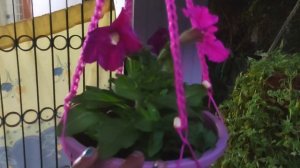 PETUNIA plant care in Malayalam Ep-29