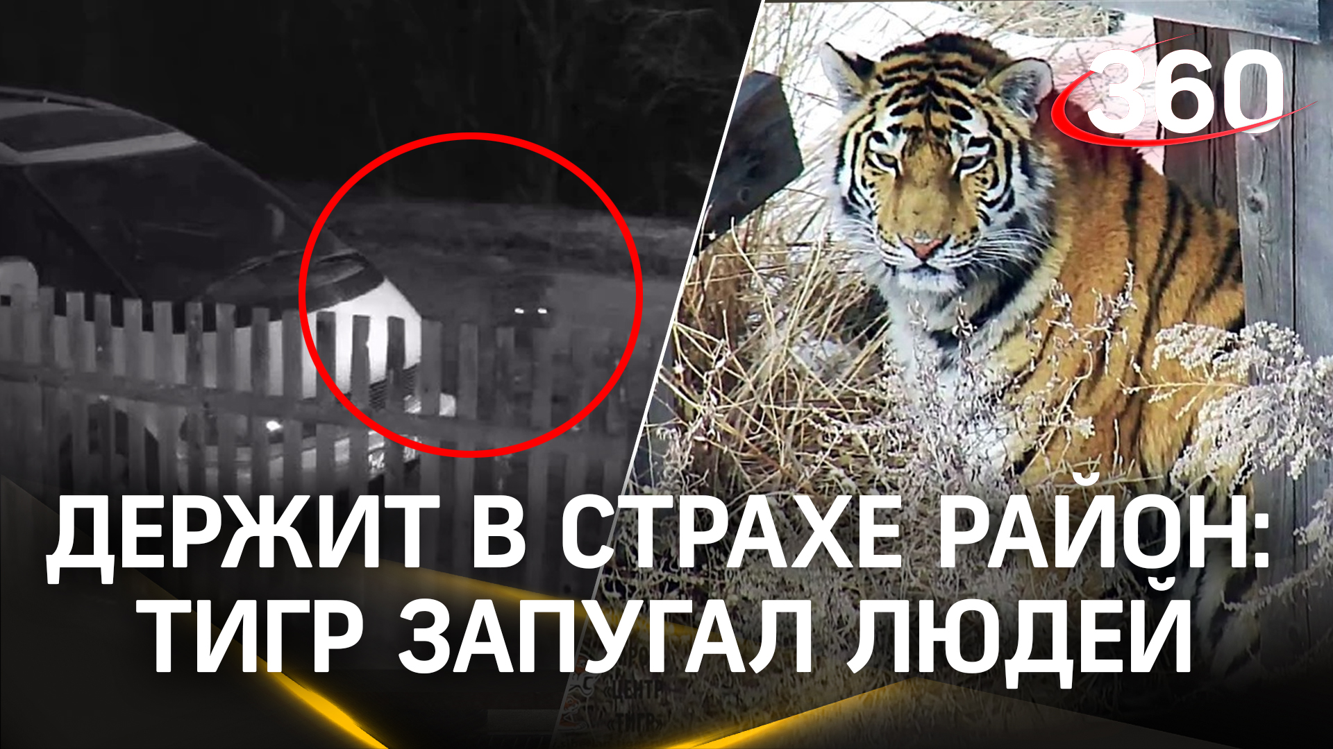Тигр держит в страхе целый поселок в Приморье