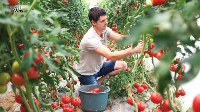 Если Томаты Огурцы Кабачки Жируют Плодов Мало Лью Это Удобрение! Переизбыток Азота Как Рукой Снимае