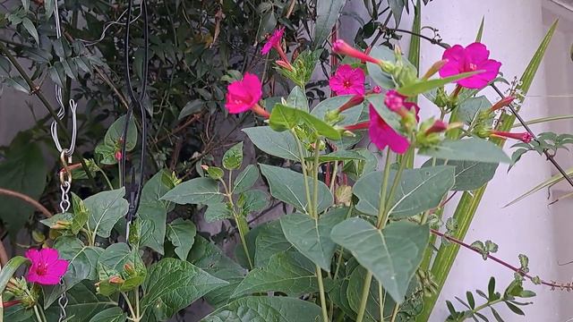 Don Diego de la noche MIRABILIS JALAPA смотреть онлайн