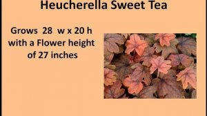 Heucherella Sweet Tea