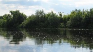 4.06.2016г. Рыбалка. р.Сейм. щука. спиннинг.