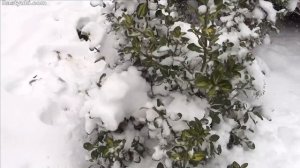 Бересклет японский в саду. Обзор сортов. Агротехника.