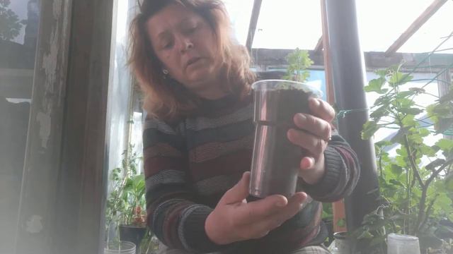 Перевалка хризантемы мультифлора.