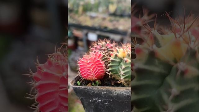 Gymnocalycium Miha Cactus Seed смотреть онлайн