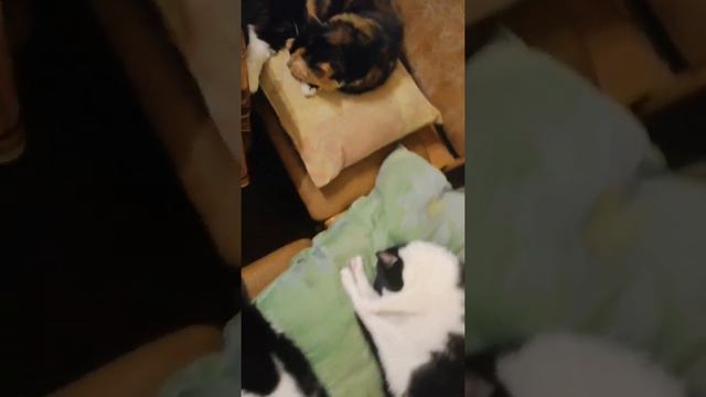 Крепкий сон котиков - залог порядка в квартире😆. Deep sleep of cats