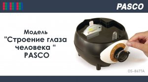Модель "Строение глаза человека" PASCO