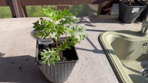 Инжир Афганика